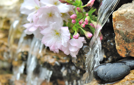 black  stones in front of flow of water from a fountain with cherry blossomの写真素材