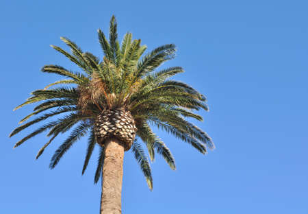 palm tree  on blue sky backgroundの写真素材
