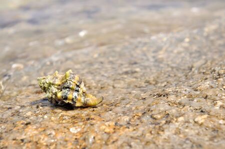 seashell on rock at the seaside