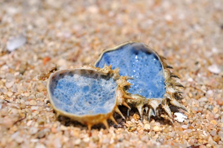 blue background shell on the sand  at the seasideの写真素材