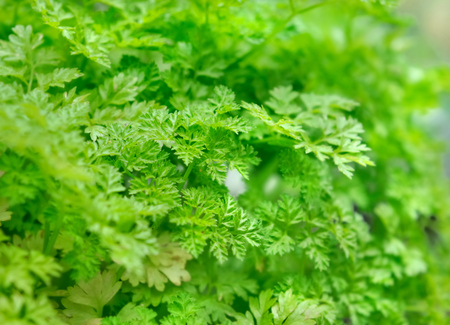 closeup on green foliage of  chervilの写真素材