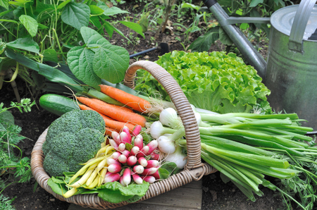 garden vegetable in a wicker basket in a vegetable gardenの写真素材