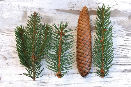 fir branch with pine cones on wooden white