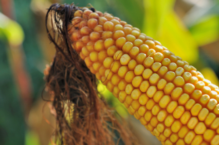 closeup on crop ear of maize in a field