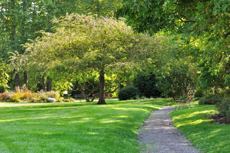 path through a verdant park with treesの写真素材