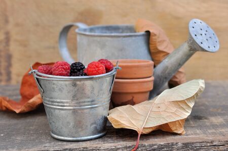 raspberries on a little pot with  watering can and leaves on wooden background