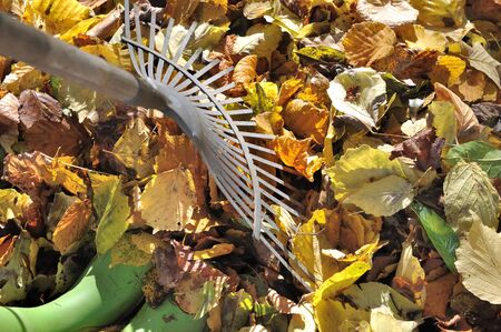 rake to removal leaves in garden