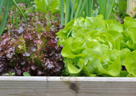 freshness lettuce green and red  in vegetable patchの写真素材