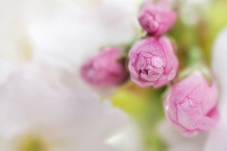 closeup of cherry blossoms bud with water dropの写真素材