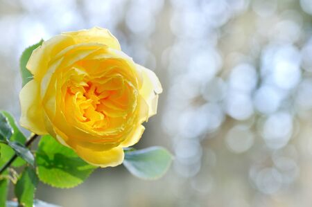 close on yellow rose on bokeh backgroundの写真素材