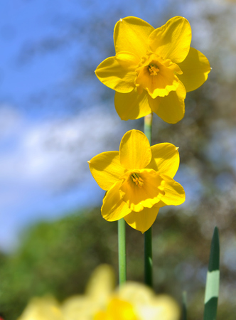 daffodils corolla in garden under bleu skyの写真素材