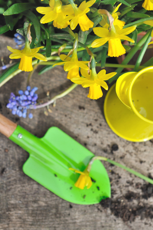 colorful little gardening tools with springtime flowers on wooden planksの写真素材