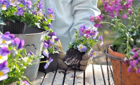 planting violas in decorative pots on a garden tableの写真素材