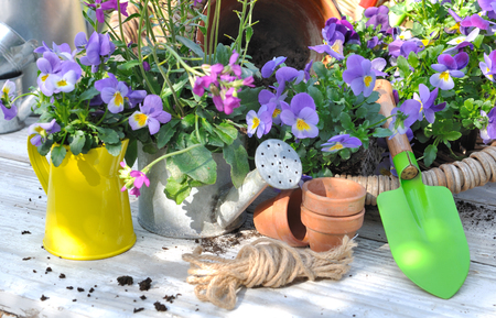 gardening accessories among flowers on garden tableの写真素材