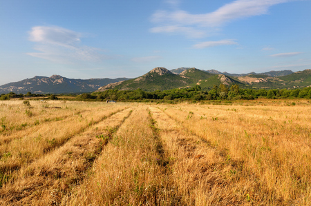 yellow field with hills background in Balagne - Corsicaの写真素材