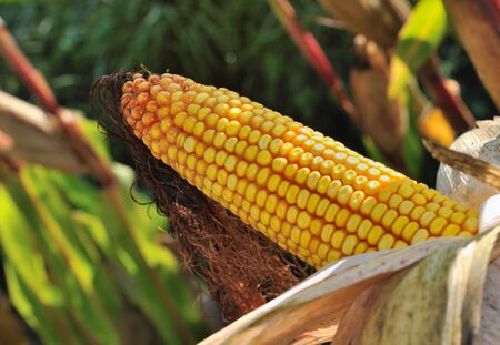 close on ripe corn on the cob in a field