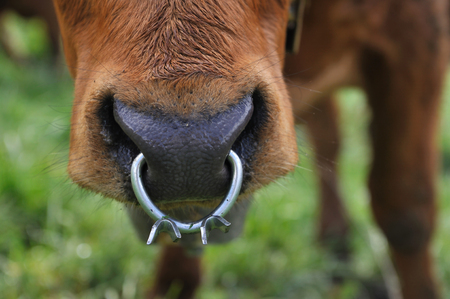 closeup on nasal ring worn by a dairy cowの写真素材