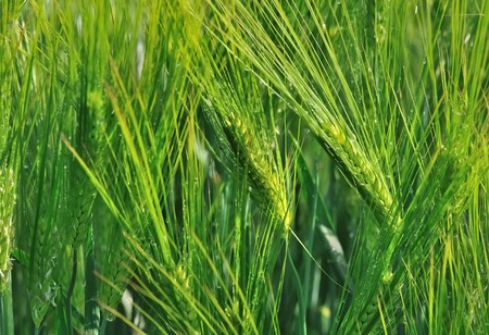 corn of wheat in a green fieldの写真素材