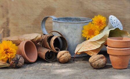 dead leaves, nuts, little pots and watering can on wooden backgroundの写真素材