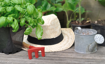 basil in pot, straw hat and little gardening accessories on wooden plankの写真素材