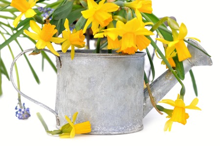 daffodils in a metal watering can isolated on white backgroundの写真素材