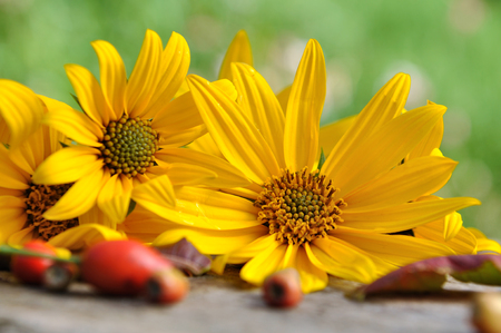 beautiful yellow flowers on a plank on green backgroundの写真素材