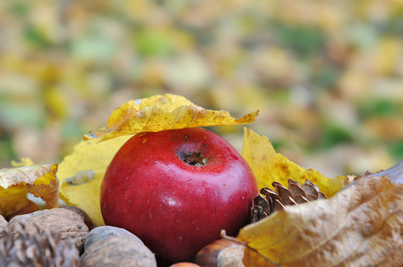 close on a red apple among yellow leaves in gardenの写真素材