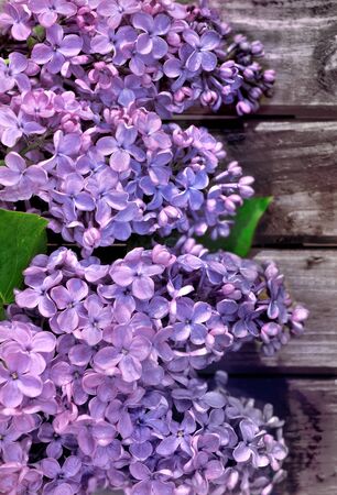 bouquet of lilac on a wooden plank の写真素材