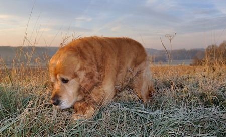 close on a golden retriever in a field の写真素材