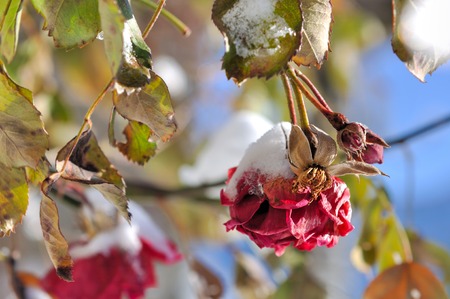 faded roses with snow in winter の写真素材