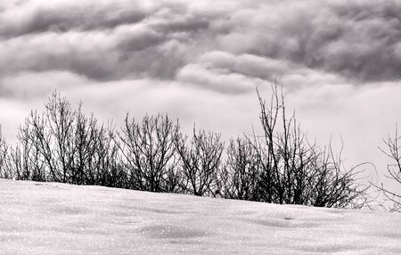 twigs between dark and white clouds and snow の写真素材