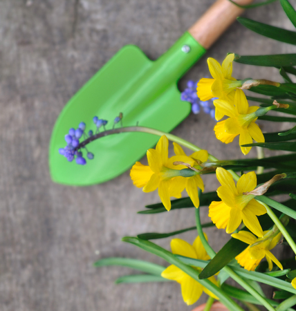 daffodils and little shovel on a wooden plankの写真素材