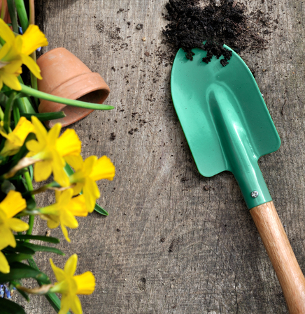 daffodils and little shovel with soil on a wooden plankの写真素材