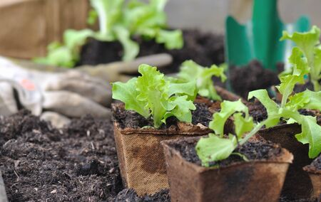 salad seedlings in biodegradable buckets in a patch の写真素材