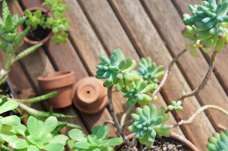 close on a succulent plant on wooden terraceの写真素材