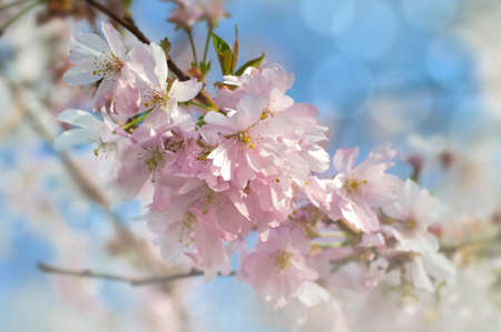 close on beautiful flowers of a tree in sunny light の写真素材