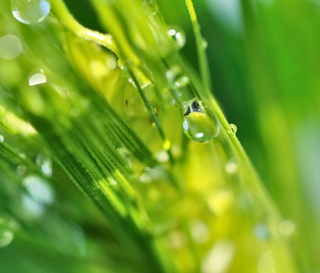 abstract view on a wheat covered with water drops の写真素材