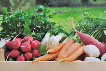 fresh vegetable in garden の写真素材