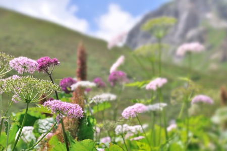 wild flowers in alpine mountain in summerの写真素材