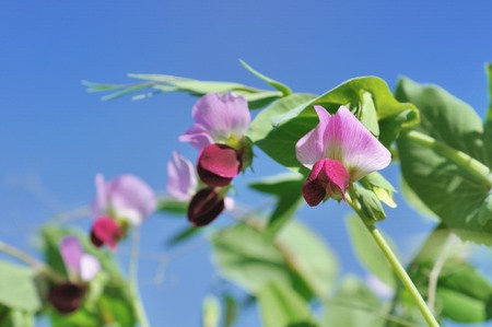 blooming peas in a field under blue skyの写真素材