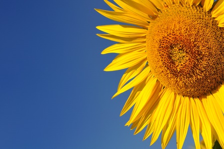 closeup on beautiful sunflower on blue sky backgroundの写真素材