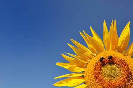 closeup on beautiful sunflower with bees on blue sky backgroundの写真素材