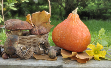 mushroom, squash and chestnuts in gardenの写真素材
