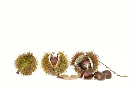 chestnuts in shell isolated on white backgroundの写真素材