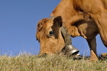 brown cow grazing in pasture