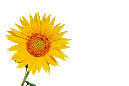 sunflower isolated on white backgroundの写真素材
