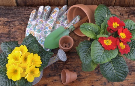 top view on primrose and hyacinth in pot with gardening gloves on wooden backgroundの写真素材