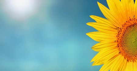 petals of sunflower on sunny blue sky backgroundの写真素材