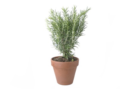 rosemary in terra cotta pot isolated on white backgroundの写真素材