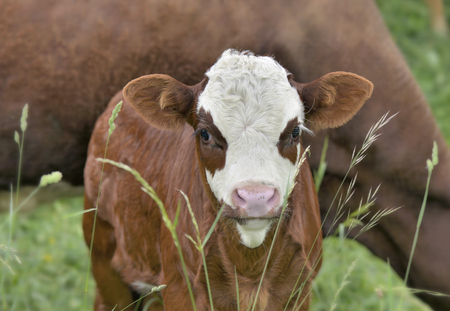 cute little calf white and brown in grass with cow background